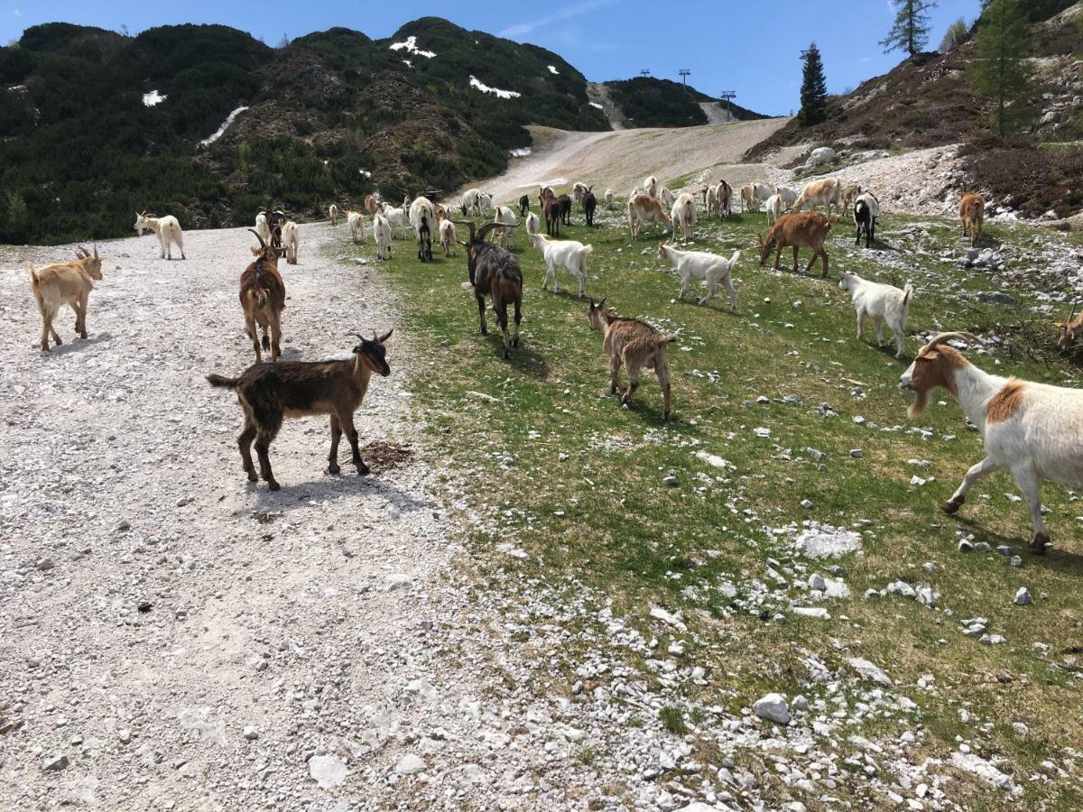 Apartma Neva Bohinj Bagian luar foto